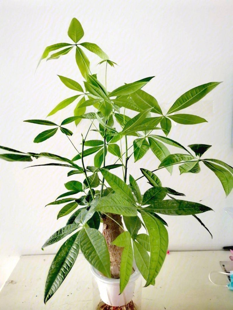 发财树的养护方法-1 发财树的养护方法-1