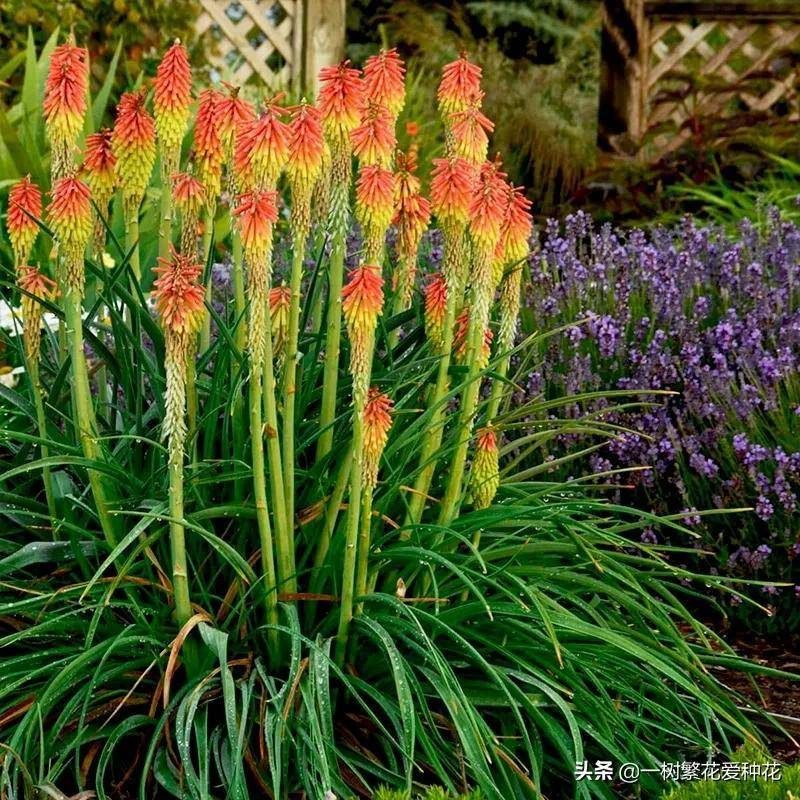 北方宿根花卉有哪些种类-1 北方宿根花卉有哪些种类-1