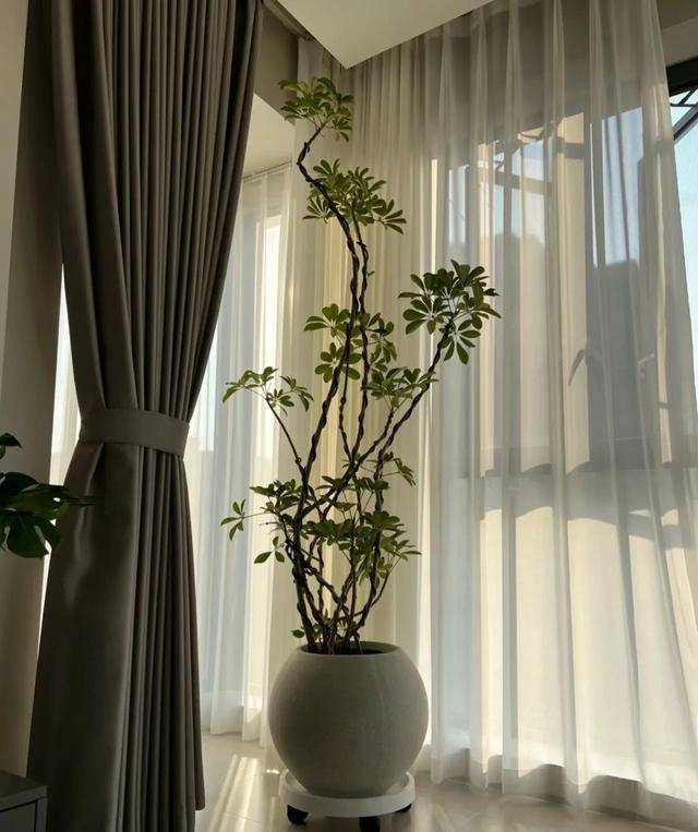 吸收甲醛的室内植物排名-1 吸收甲醛的室内植物排名-1