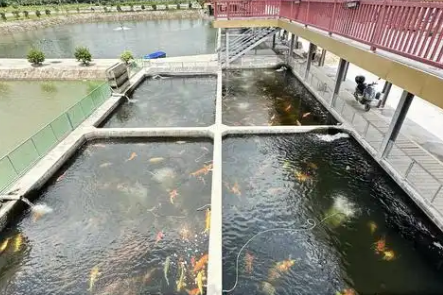 98年女硕士毕业返乡创业：管理230亩池塘，成为“养鱼主理人”-专在家创业网