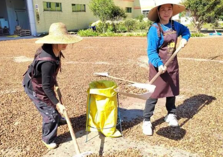 龙川骆姓姊妹花：从零开始创业十六载，铺就长洲村“绿色共富”产业路-专在家创业网