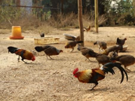 云南瑞丽“95 后”青年返乡创业：一只“漂亮鸡”带动致富路-专在家创业网