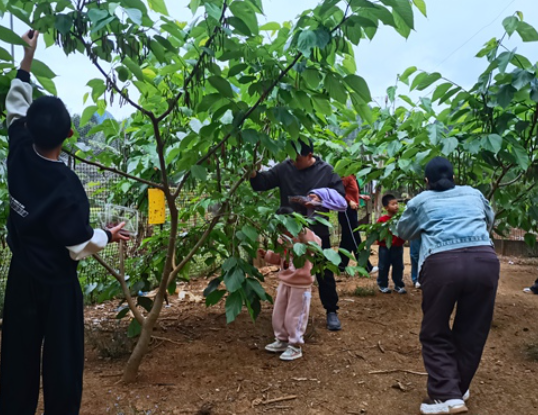 德保“外来媳妇”谢柳萍返乡创业兴乡村-专在家创业网