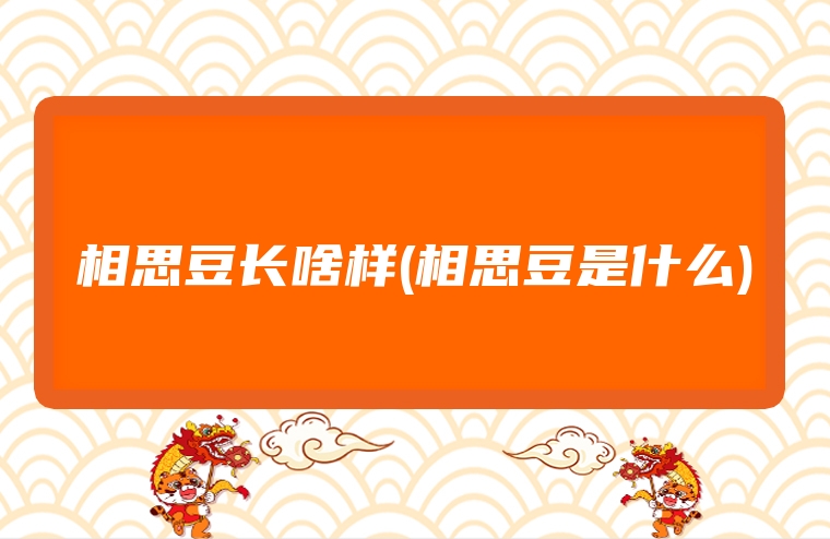 相思豆长啥样(相思豆是什么)