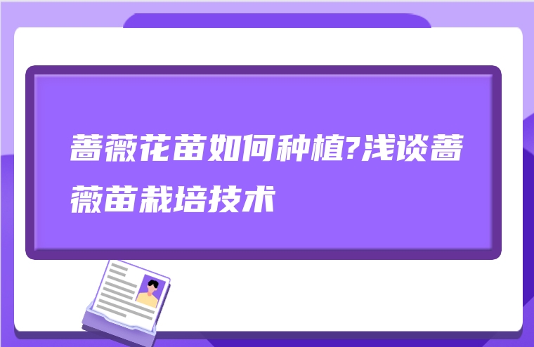 蔷薇花苗如何种植?浅谈蔷薇苗栽培技术