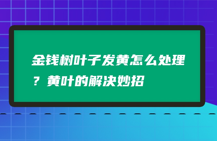 金钱树叶子发黄怎么处理？黄叶的解决妙招
